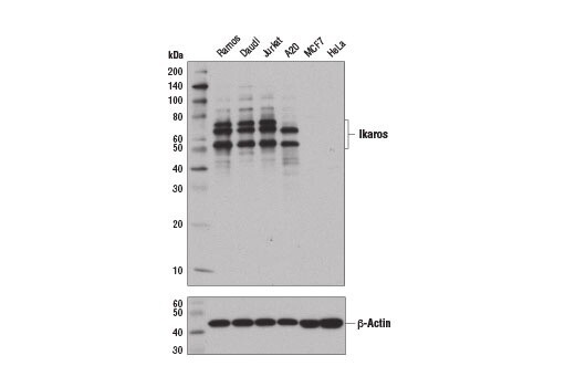Ikaros (D6N9Y) Rabbit mAb  - 100ul - 14859S