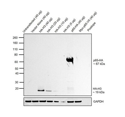 HA Tag Monoclonal Antibody (2-2.2.14), HRP - 50uL - 26183-HRP