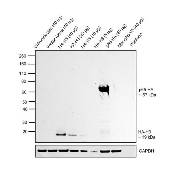 HA Tag Monoclonal Antibody (2-2.2.14), HRP - 50uL - 26183-HRP