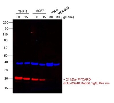 Goat anti-Rabbit IgG (H+L) Highly Cross-Adsorbed Secondary Antibody, Alexa Fluor™ Plus 647 - 1mg - A32733