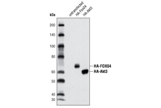 HA-Tag (C29F4) Rabbit mAb - 100uL - 3724S