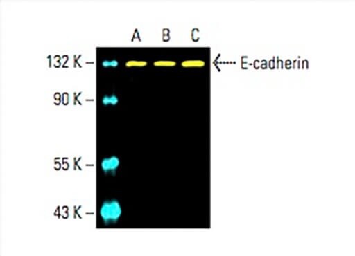 E-cadherin antibody