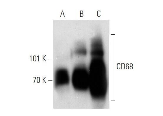 CD68 Antibody (KP1) Alexa Fluor® 647