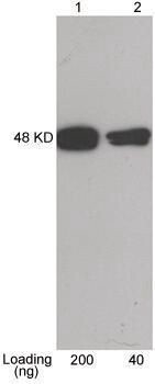 Anti-CBP-tag Rabbit Polyclonal Antibody  (GenScript Biotech) 40 ug 10498-140