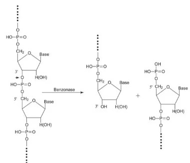 Benzonase® Nuclease-5KU - E1014-5KU