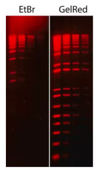 GelRed® Nucleic Acid Stain 10000X Water - SCT123
