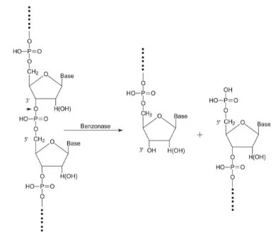 Benzonase® Nuclease, Purity &gt; 90% - 10KU - 70746-3