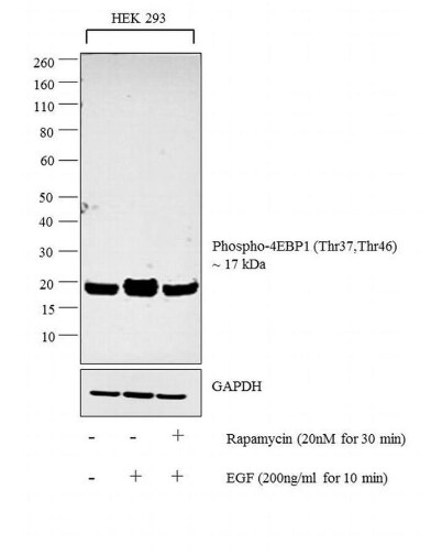Invitrogen Phospho-4EBP1 (Thr37, Thr46) Polyclonal Antibody - 100uL - PA517728