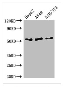 Polyclonal Rabbit anti‑Human IFI44L Antibody (IF, WB) LS‑C499089, 100ug - LS-C499089-100