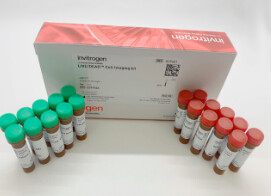 LIVE/DEAD™ Cell Imaging Kit (488/570) - 1 kit - R37601