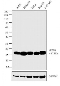 Invitrogen 4EBP1 Monoclonal Antibody (554R16), 100ug - AHO1382