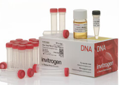 Invitrogen™ One Shot™ BL21 Star™ (DE3) Chemically Competent E. coli - 21 x 50 uL/tube - C601003