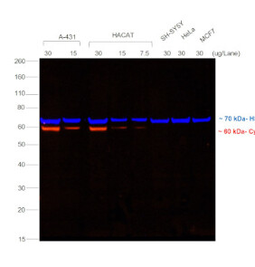 Invitrogen F(ab&#39;)2-Goat anti-Mouse IgG (H+L) Secondary Antibody, Qdot™ 605 - 200uL - Q-11001MP