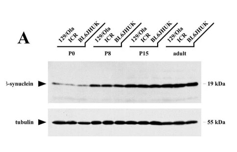 Monoclonal Anti-α-Tubulin antibody produced in mouse - 0.2ML - T9026-.2ML