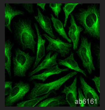 Anti-Tubulin antibody [YOL1/34] - Microtubule Marker  - 10ug - ab6161