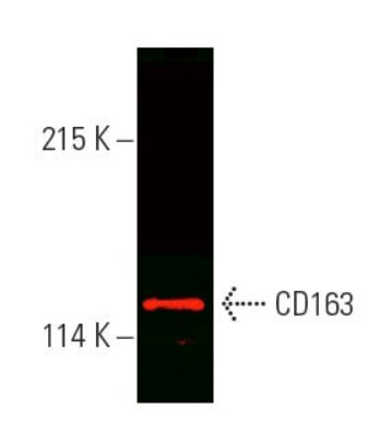 CD163 Antibody (GHI/61) Alexa Fluor® 647 - 200ug/ml - sc-20066AF647
