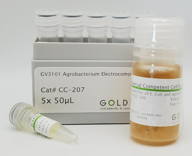 GV3101 Agrobacterium Electrocompetent Cells - 5 x 50uL - CC-207-5x50