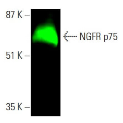 NGFR p75 Antibody (B-1) Alexa Fluor® 647 - 200ug/ml - sc-271708AF647