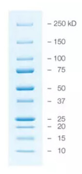 Precision Plus Protein™ All Blue Standards 1610373EDU