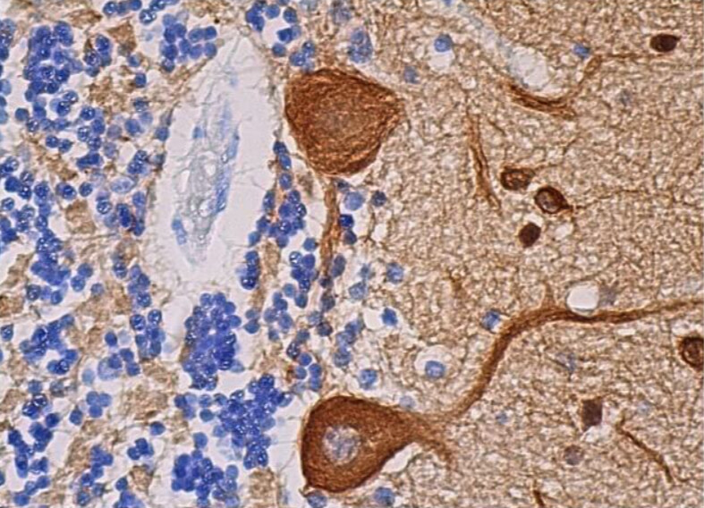 β3 Tubulin Antibody (2G10) Alexa Fluor® 647 - SC-80005 AF647-200ug/ml