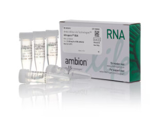 UltraPure™ BSA (50 mg/mL) - 1x50mg - AM2616