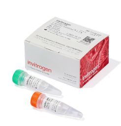 Lipofectamine™ LTX Reagent with PLUS™ Reagent - 0.3mL - 15338030