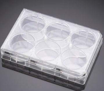 6 Well Multidish (Sterile; Flat-Bottom) each - 62406-161P - 2.5 - 3 ml