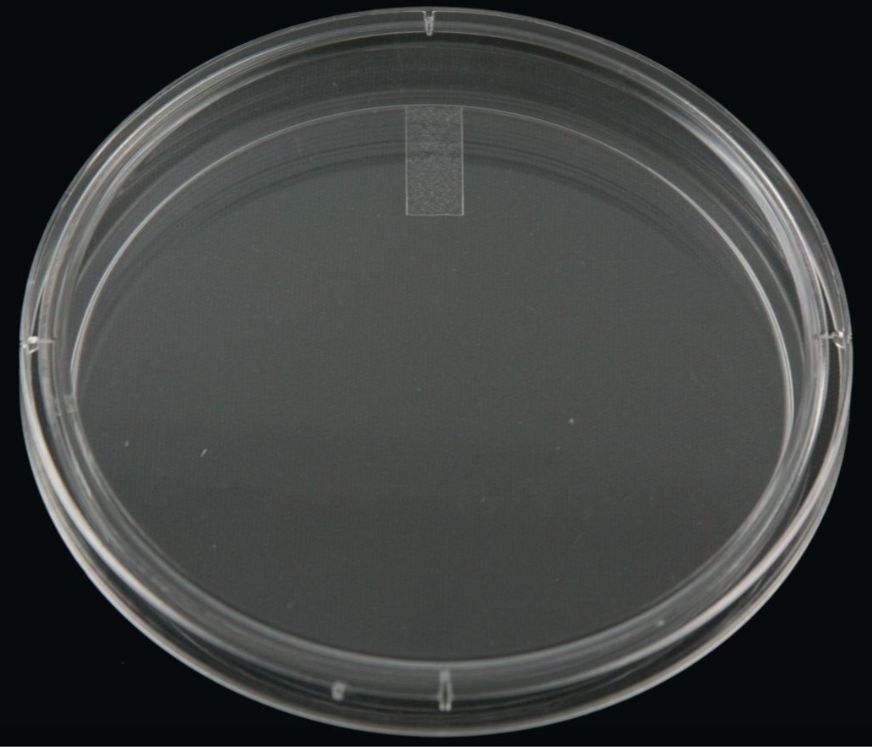Disposable Petri Dishes - Semi-Stackable - 100x15mm/20bag - 25384-088 - cs of 500
