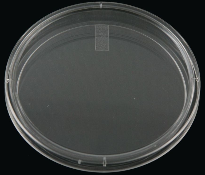 Petri Dish - 35x10MM - CS of 500