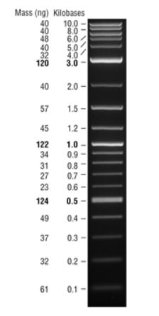 Quick-Load® 1 kb Plus DNA Ladder - 250 gel lanes - N0469S