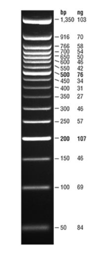 Quick-Load® Purple 50 bp DNA Ladder - 250 gel lanes - N0556S