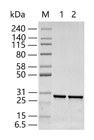 TEV Protease, His - 10,000 IU - Z03030