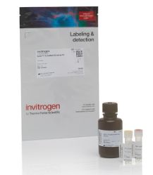 Qubit™ 1X dsDNA High Sensitivity (HS) and Broad Range (BR) Assay Kits - 100 Assays - 1xdsDNA, high sensitivity - Q33230