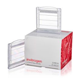Novex™ WedgeWell™ 4 to 20%, Tris-Glycine, 1.0 mm, Mini Protein Gels - 10 gels - 15-well - XP04205BOX