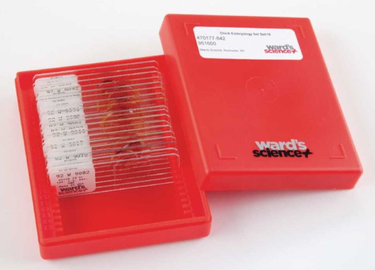 Amitosis, Mitosis, and Meiosis Slide Set, 6 slides, 1 kit - 470183-560