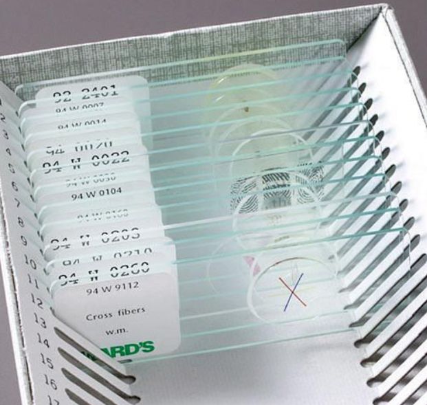Cell Division Slide Set - 2 slides, 1 kit - 470183-556