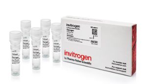 Glycogen (5 mg/ml) - 5 tubes - AM9510