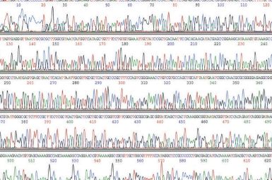 GenElute Plasmid Miniprep (70)