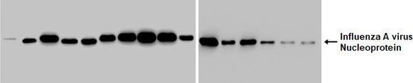 Influenza A NP Recombinant Rabbit Monoclonal Antibody (HL1078), Invitrogen™ - PIMA542363