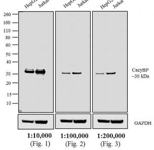 Goat anti-Rabbit IgG (H+L) Highly Cross-Adsorbed Secondary Antibody, HRP, Invitrogen™ - 1mg - A16110