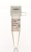 Proteinase K, recombinant, PCR grade - 1mL -  EO0491