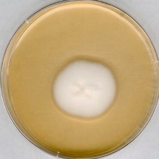 Sabouraud Dextrose Agar - GranuCult® prime, with 4% Dextrose, EP 5.6, USP 29, JP 4.05, granular, for yeasts, for molds - 500G - 1054380500