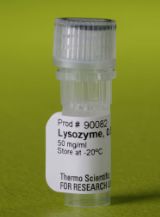 Lysozyme Solution (50 mg/mL) - 0.5mL- 90082
