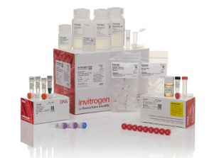 Invitrogen™ TOPO™ XL-2 Complete PCR Cloning Kit, with One Shot™ OmniMAX™ 2 T1R Chemically Competent E. coli Cells - 10 reactions - K8050-10