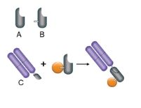 SpyCatcher3-CYS - 1mg - TZC025CYS