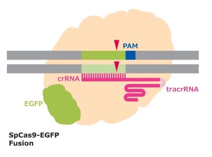 Cas9-GFP Protein - CAS9GFPPRO-250UG