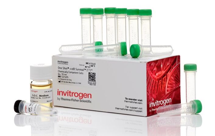Invitrogen™ One Shot™ ccdB Survival™ 2 T1R Competent Cells, 11 x 50uL/tube - A10460