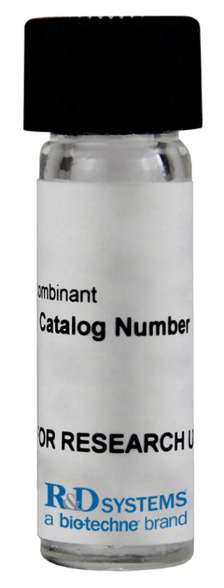 Recombinant Human Cathepsin B Protein, CF	- 953-CY-010 - 10ug