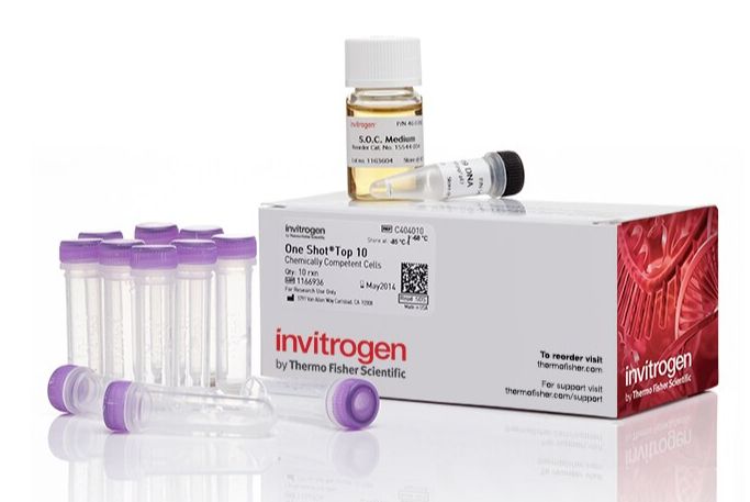 One Shot™ TOP10 Chemically Competent E. coli - 11 x 50uL/tube - C404010