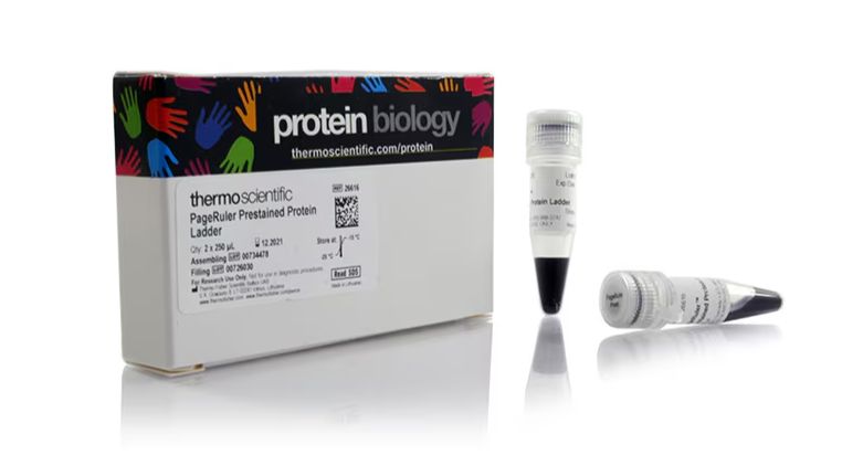 PageRuler™ Prestained Protein Ladder, 10 to 180 kDa - 26616 - 2x250uL